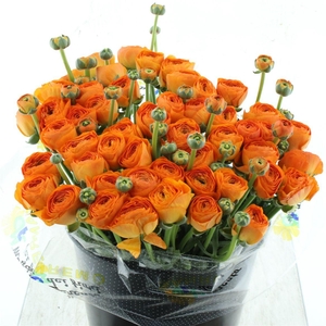 Ran Su Sr Fiesta Super