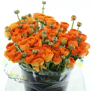 Ran Su Sr Fiesta Super