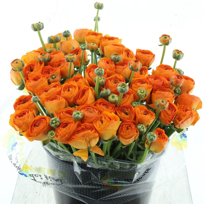 <h4>Ran Su Sr Fiesta Super</h4>