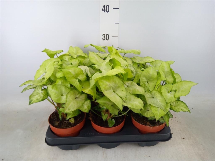 <h4>Syngonium podop.</h4>