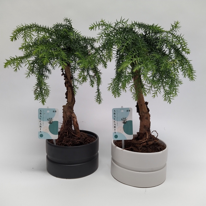 <h4>Araucaria Cunninghamii Bonsai 'Dumbbell' 15 cm</h4>