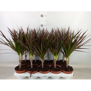 Dracaena marg. 'Magenta'