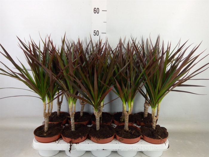 <h4>Dracaena marg. 'Magenta'</h4>