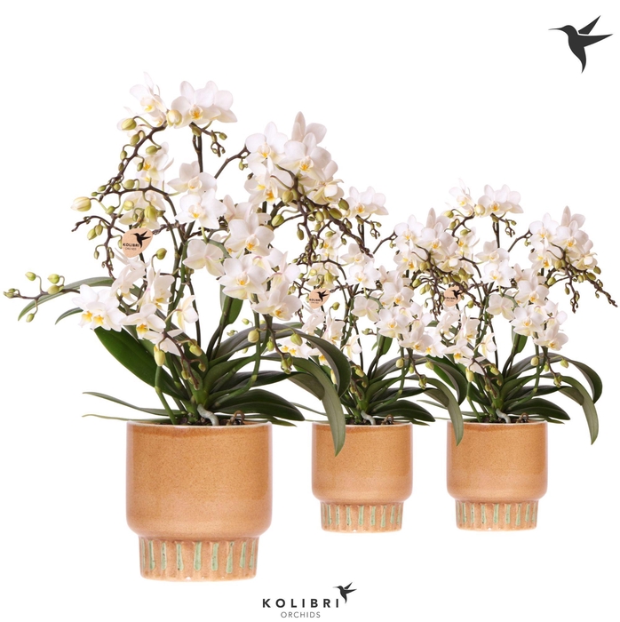 <h4>Kolibri Orchids Phalaenopsis Botanic 4 spike in Bold pot cognac</h4>