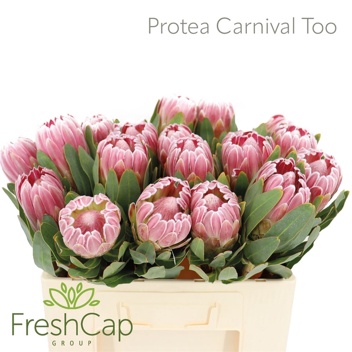 <h4>Protea Carnival Too</h4>