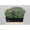 Oxypetalum Tweedia Blue