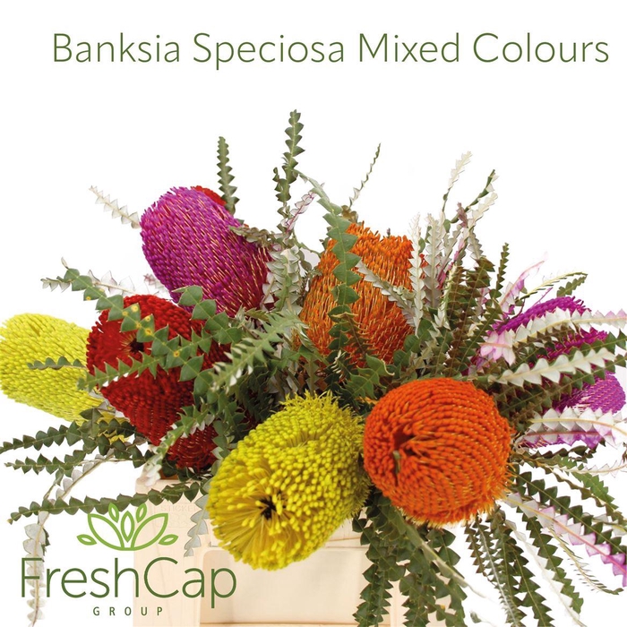 <h4>Banksia Speciosa Mixed Colours</h4>