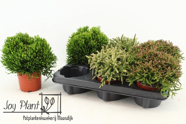 <h4>RHIPSALIS GEM</h4>