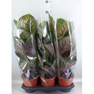 Calathea  'Flamestar'