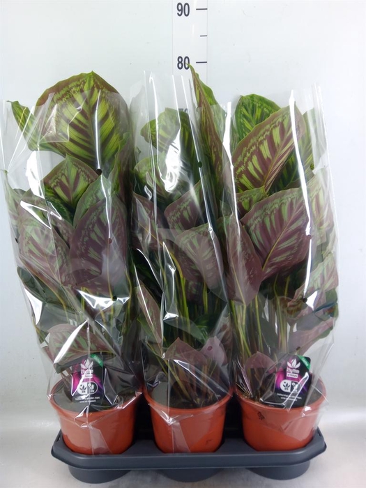 <h4>Calathea  'Flamestar'</h4>