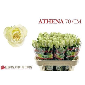 Rosa grootbloemig Athena