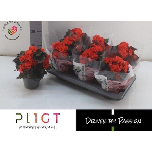 !! PROMO !! BEGONIA MOCCA ORANGE P14
