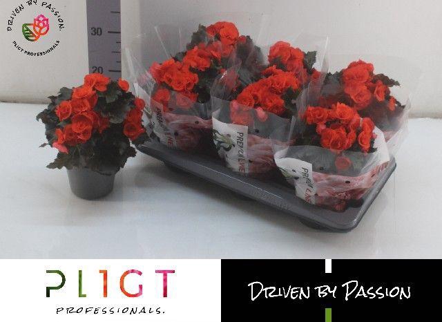 <h4>!! PROMO !! BEGONIA MOCCA ORANGE P14</h4>