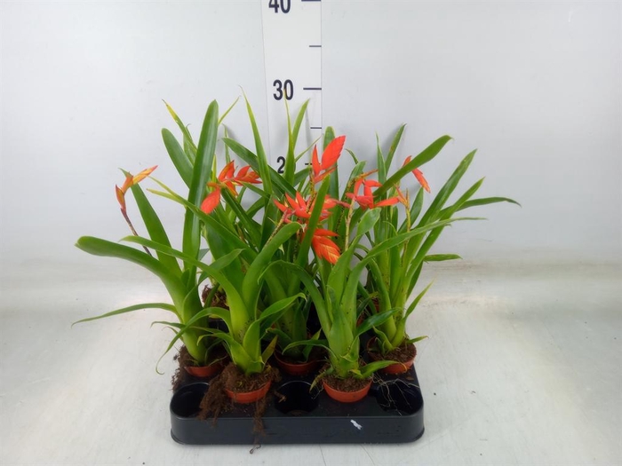 <h4>Tillandsia dyeriana</h4>