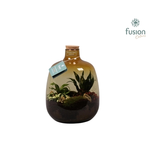 Glas Terrarium oker met Arrangement