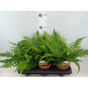 Polystichum tsus-simense