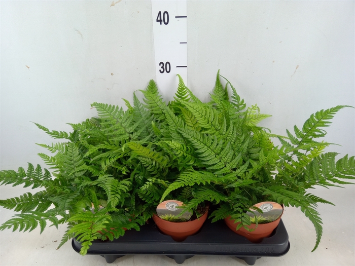 <h4>Polystichum tsus-simense</h4>