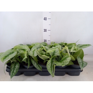 Scindapsus pictus 'Trebie'