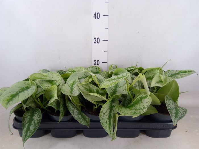 <h4>Scindapsus pictus 'Trebie'</h4>