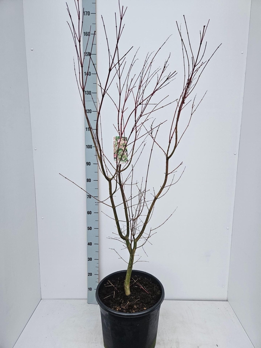 <h4>Acer palmatum</h4>