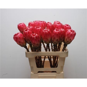 Protea Brenda No Leaves