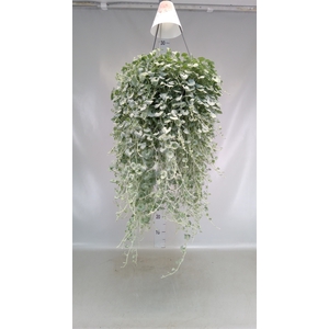 Dichondra argentea 'Silver Falls'