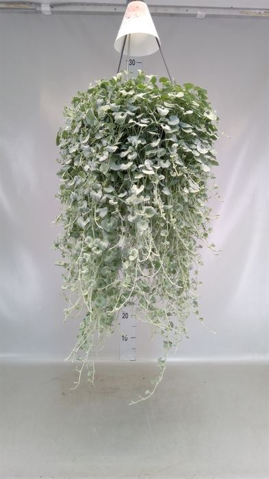 <h4>Dichondra argentea 'Silver Falls'</h4>