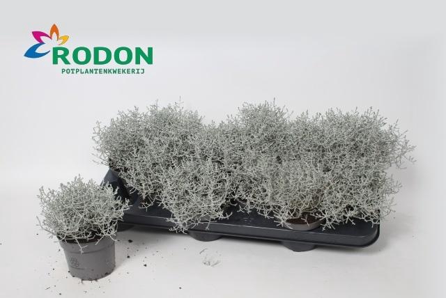 <h4>LEUCOPH BROWNII</h4>