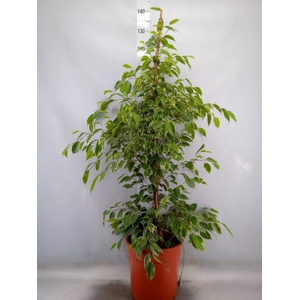 Ficus benja. 'Golden King'