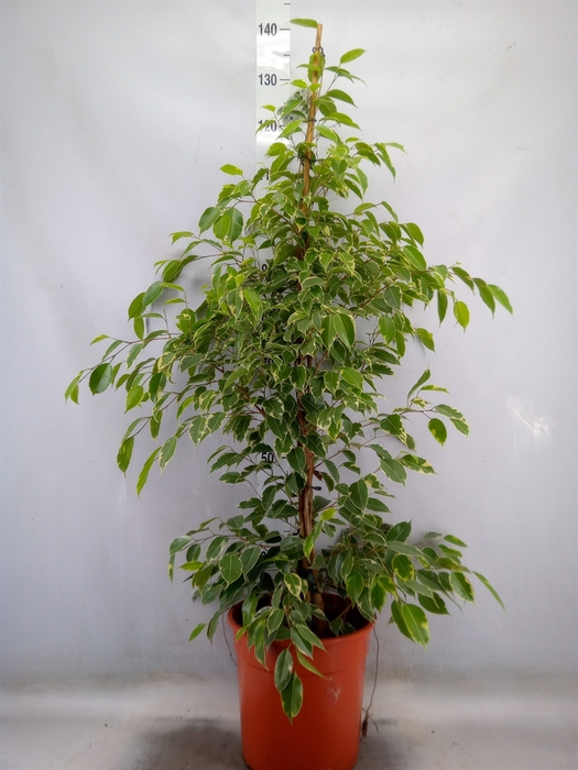 <h4>Ficus benja. 'Golden King'</h4>