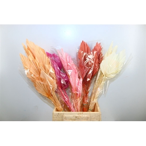 Dried Palm Spear 10pc Assorted Bunch