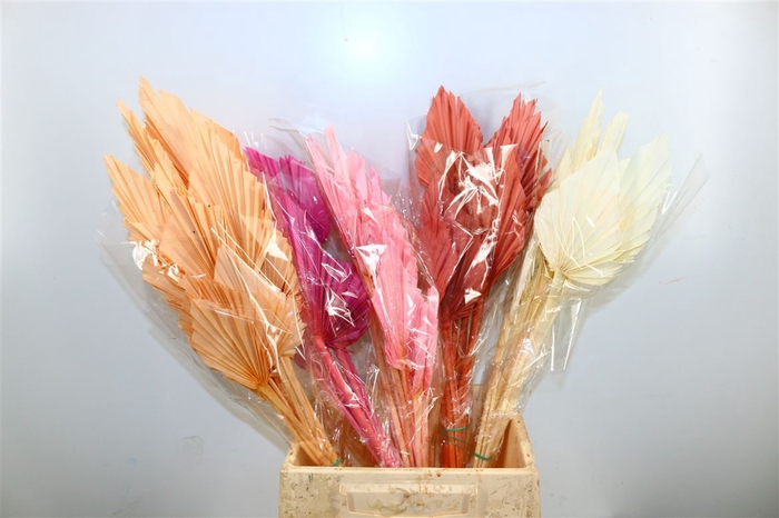 Dried Palm Spear 10pc Assorted Bunch