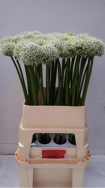 <h4>Allium Mount Everest</h4>