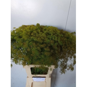 Anethum Graveolens