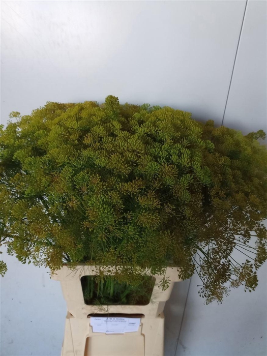 <h4>Anethum Graveolens</h4>