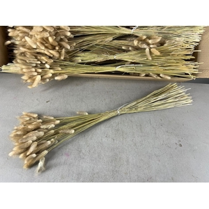 DF Lagurus 50g Bs Natural