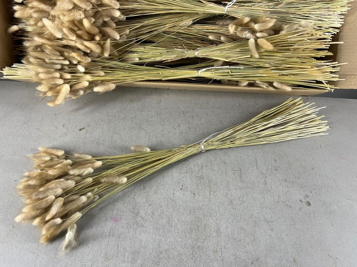 <h4>DF Lagurus 50g Bs Natural</h4>