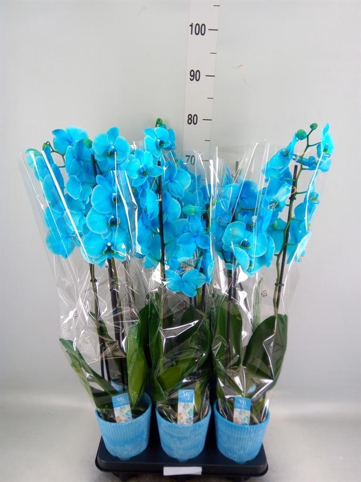 <h4>Phalaenopsis ...</h4>