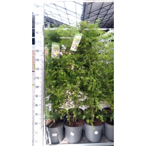 Acer palmatum