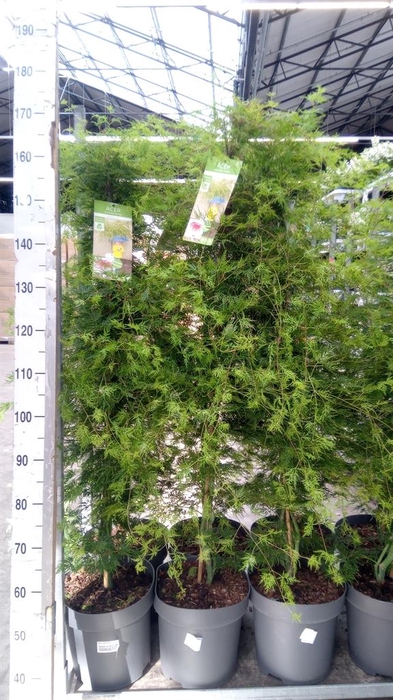 <h4>Acer palmatum</h4>