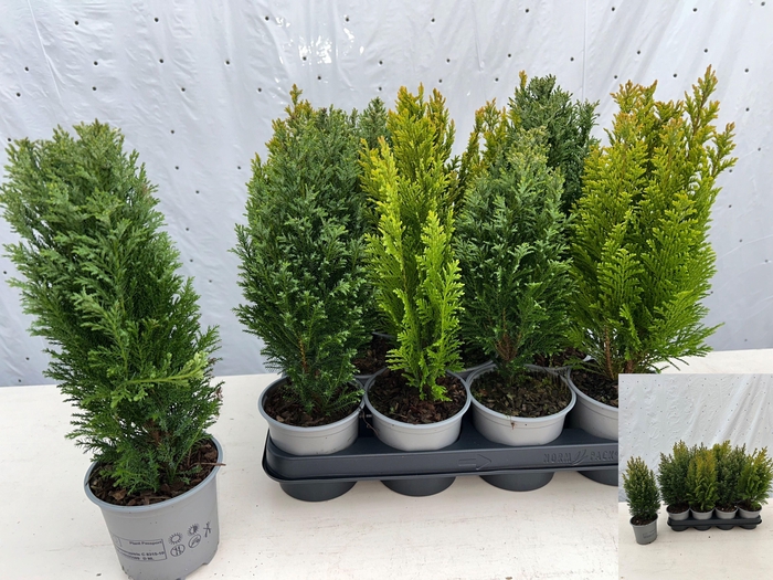 <h4>CONIFEREN GEM</h4>