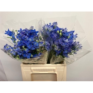 DELPH EN ENERGY BLUE