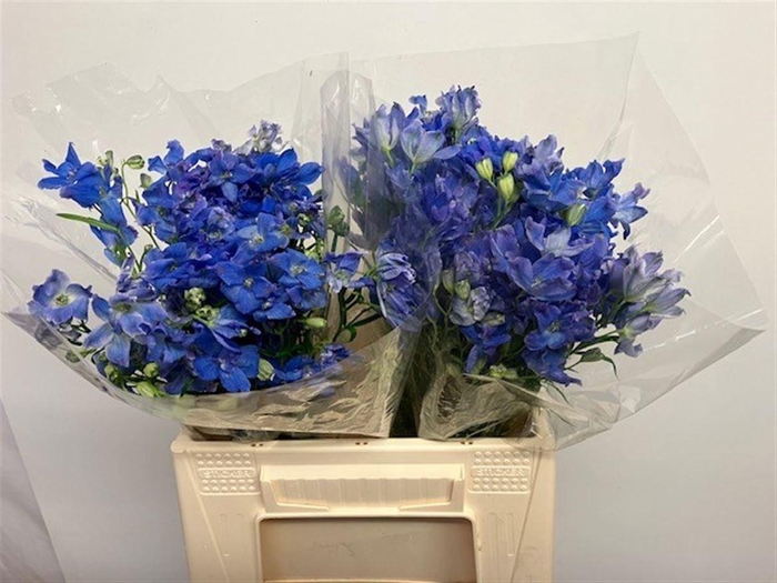 <h4>DELPH EN ENERGY BLUE</h4>