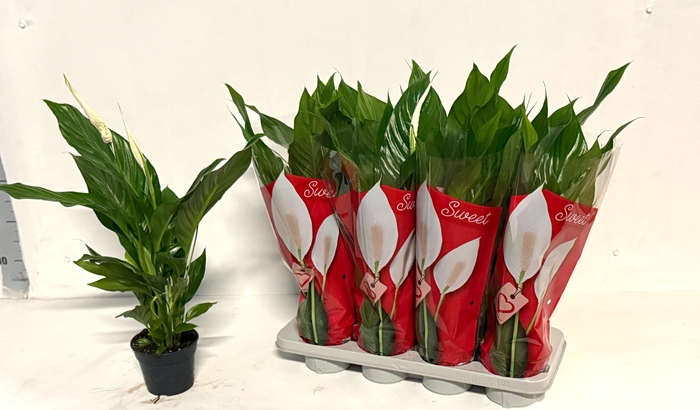 <h4>SPATH SWEET BENITO</h4>