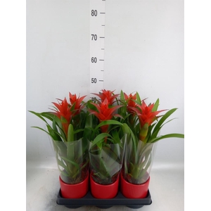 Guzmania 'Ostara'