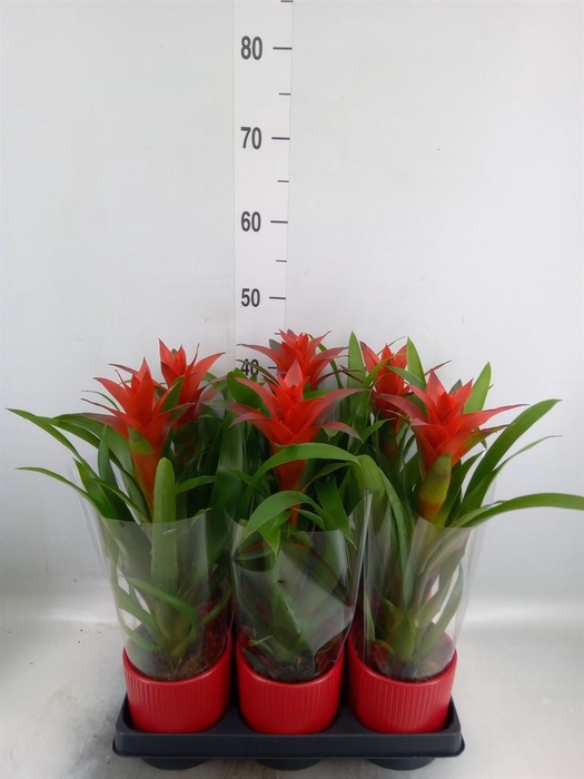 <h4>Guzmania 'Ostara'</h4>