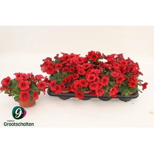 PET FAM RED
