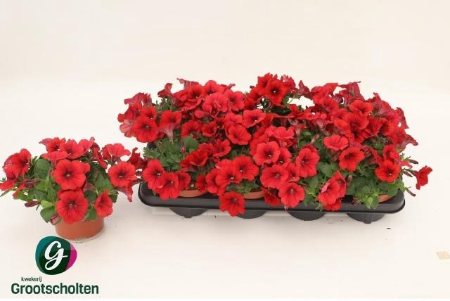 <h4>PET FAM RED</h4>