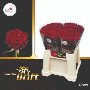 R Gr Red Naomi Drift A2