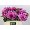 Dahlia Cafe Au Lait Rose